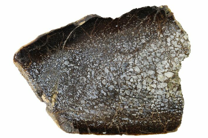 Polished Dinosaur Bone (Gembone) Slab - Utah #151483